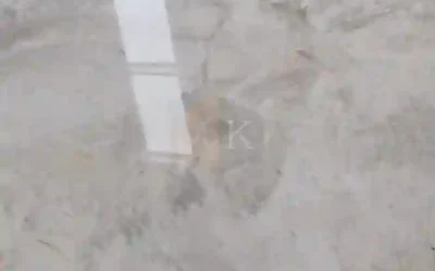 رخام موغلا التركي